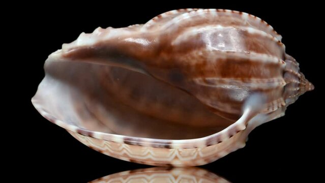 Ventral Harp shell (Harpa ventricosa)  rotating slowly against a black background