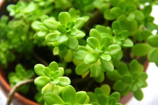 Succulente &ndash; Arbre de Jade, Crassula Ovata -2