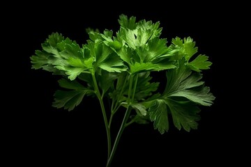 isolated parsley herb on alpha background. Generative AI