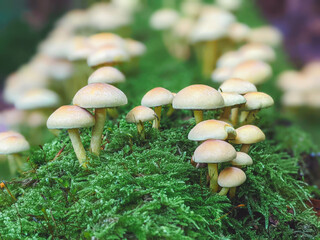 Mushroom growing in a bed of bright green moss. The mushroom is in the center of the image and has a shallow depth of field