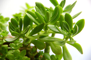 Succulente – Arbre de Jade, Crassula Ovata -3