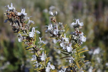 Delicate blue flowers in the summer garden