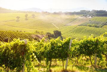 Countryside landscape with vineyard on hill lit by sun