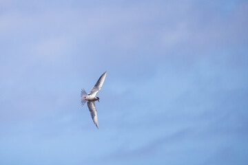 Common tern bird flies under blue sky on a sunny day