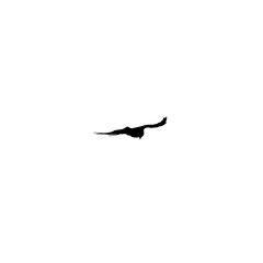 Black crow flies in the sky, silhouette photo isolated on white