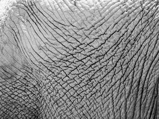 Dry elephant skin texture. Close-up view. Black and white photography.