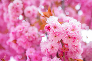 Beautiful sakura flowers in the spring season in the park, flora pattern texture, natural flower background. Selective focus of beautiful branches pink cherry. Spring background 