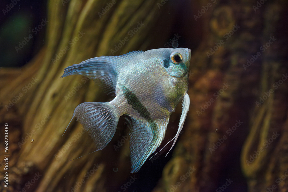 Sticker underwater photography of barbus tetrazona fish - Stickers