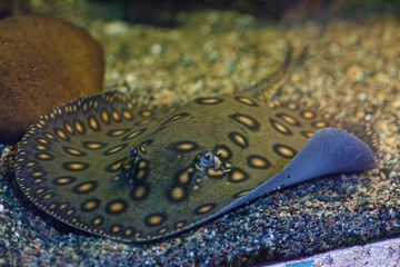 underwater photography of fish Potamotrygon motoro