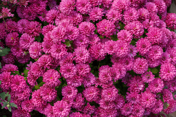 Beautiful chrysanthemum bushes yellow, red, white, pink, red colors