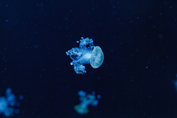 underwater shot of a beautiful Australian Spotted Jellyfish © Minakryn Ruslan 