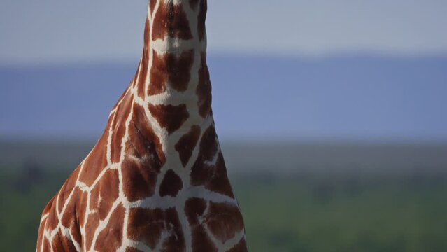 Close up tilt shot of a reticulated giraffe's (Giraffa reticulata) neck looking directly at the camera during the afternoon in Africa.