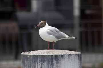 A bird standing on a concrete pillar