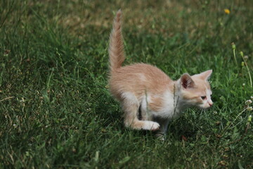 A cat running in the grass