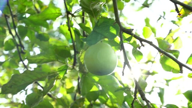 Eine herbstliche Hand pfl&uuml;ckt vorsichtig einen reifen Apfel im sonnenbeschienenen Apfelgarten, der in zauberhaftes, goldenes Licht getaucht ist.
