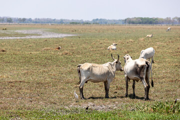 Cattle grazing in the lowlands of Bolivia, Beni department, between Guayaramerin and Trinidad; Traveling and exploring South America