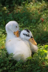 Two ducks sitting in the grass