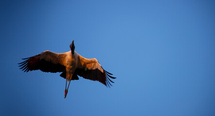 Iconic large wading bird in flight. Wood Stork (Mycteria americana).