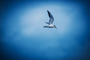 Oversized bill. Large-billed tern (Phaetusa simplex) in flight.