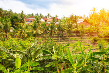 Village houses among tropical forest with palm trees on Bali island, Indonesia