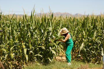 Naklejka premium Examinando mujer agrónoma las plantas de maíz, revisando su cosecha