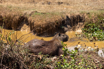 Capybara relaxing in the Bolivian lowlands between Guayaramerin and Trinidad, Beni department -...