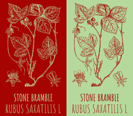 Drawings STONE BRAMBLE. Hand drawn illustration. Latin name RUBUS SAXATILIS L. - obrazy, fototapety, plakaty