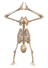 3D Rendering Human Skeleton on White
