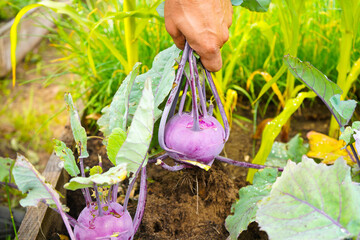 A hand pulls a ripe Purple Kohlrabi (German turnip or turnip cabbage) in garden bed in vegetable...