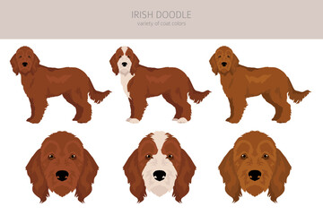 Irishdoodle clipart. Irish Setter Poodle mix. Different coat colors set