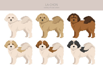 La-Chon clipart. Lhasa Apso Bichon Frise mix. Different coat colors set