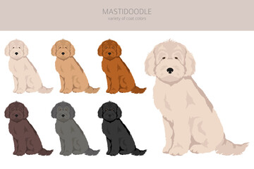 Mastidoodle clipart. Mastiff Poodle mix. Different coat colors set