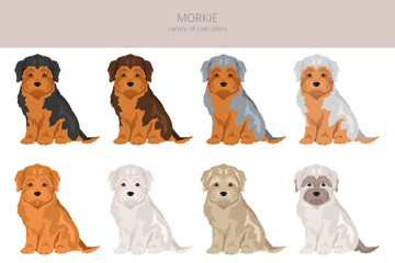 Morkie clipart. Maltese Yorkshire terrier mix. Different coat colors set