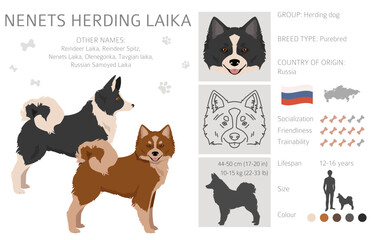 Nenets Herding Laika clipart. All coat colors set.; All dog breeds characteristics infographic