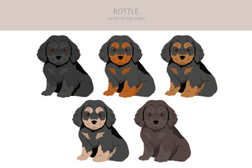 Rottle clipart. Rottweiler Poodle mix. Different coat colors set