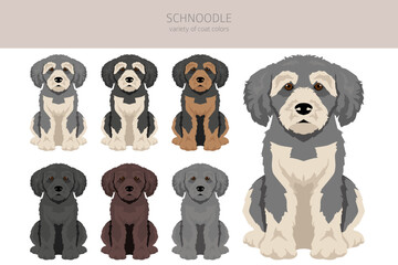 Schnoodle clipart. Schnauzer Poodle mix. Different coat colors set