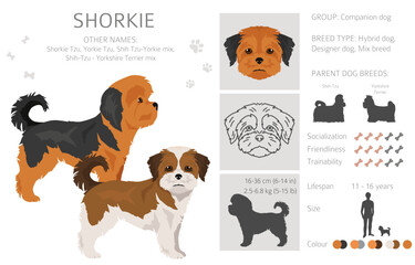 Shorkie clipart. Shih-Tzu  Yorkshire terrier mix. Different coat colors set