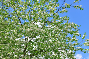 Blooming bird cherry tree against a blue sky