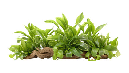 plant in log isolated on transparent background cutout
