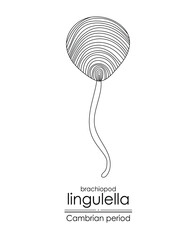 Lingulella phosphatic-shelled brachiopod, a Cambrian period creature, black and white line art illustration. Ideal for both coloring and educational purposes