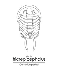 Trilobite Tricrepicephalus, a Cambrian period creature, an extinct marine arthropod, black and white line art illustration. Ideal for both coloring and educational purposes