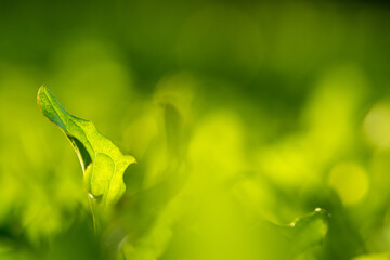 Natural background of blurred bokeh texture, green grass, close up, shallow depth of focus. Fresh...