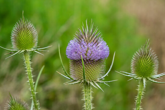 Flowering of the teasel, Dipsacus, Dipsacus sativus. 
Teasel inflorescences fluctuate under. the action of the wind. 
A plant of the subfamily Dipsacoideae of the Honeysuckle family (Caprifoliaceae). 