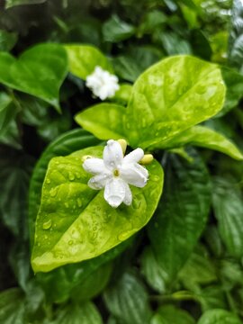 fresh jasmine flowers hit by raindrops