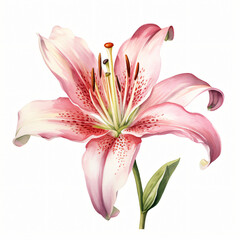 Watercolor Lily isolated on white background
