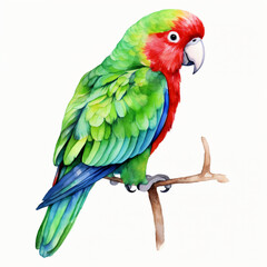 Watercolor parrot isolated on white background
