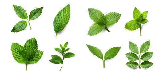 Assortment of aromatic mint leaves, and branches, with various arrangements against a transparent backdrop, ideal for culinary, beverage, herbal tea, or aromatic design elements. Generative AI - obrazy, fototapety, plakaty