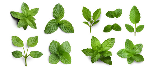 Assortment of aromatic mint leaves, and branches, with various arrangements against a transparent backdrop, ideal for culinary, beverage, herbal tea, or aromatic design elements. Generative AI - obrazy, fototapety, plakaty