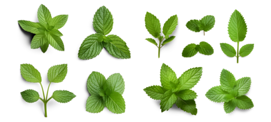 Assortment of aromatic mint leaves, and branches, with various arrangements against a transparent backdrop, ideal for culinary, beverage, herbal tea, or aromatic design elements. Generative AI