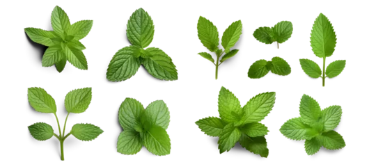 Foto op Canvas Assortment of aromatic mint leaves, and branches, with various arrangements against a transparent backdrop, ideal for culinary, beverage, herbal tea, or aromatic design elements. Generative AI © SRITE KHATUN